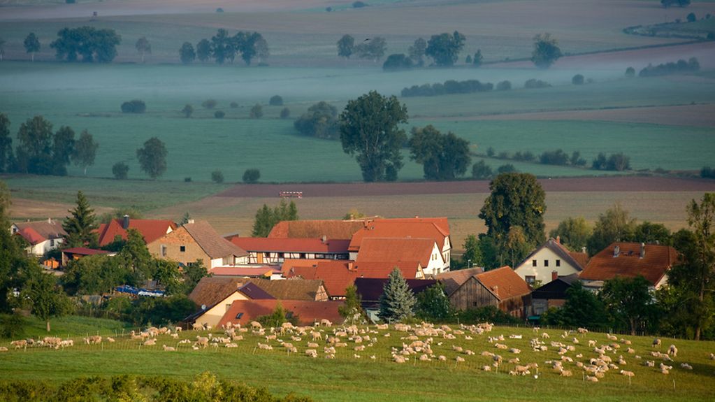 Schafherde auf der Weide und ein kleines Dorf im Hintergrund