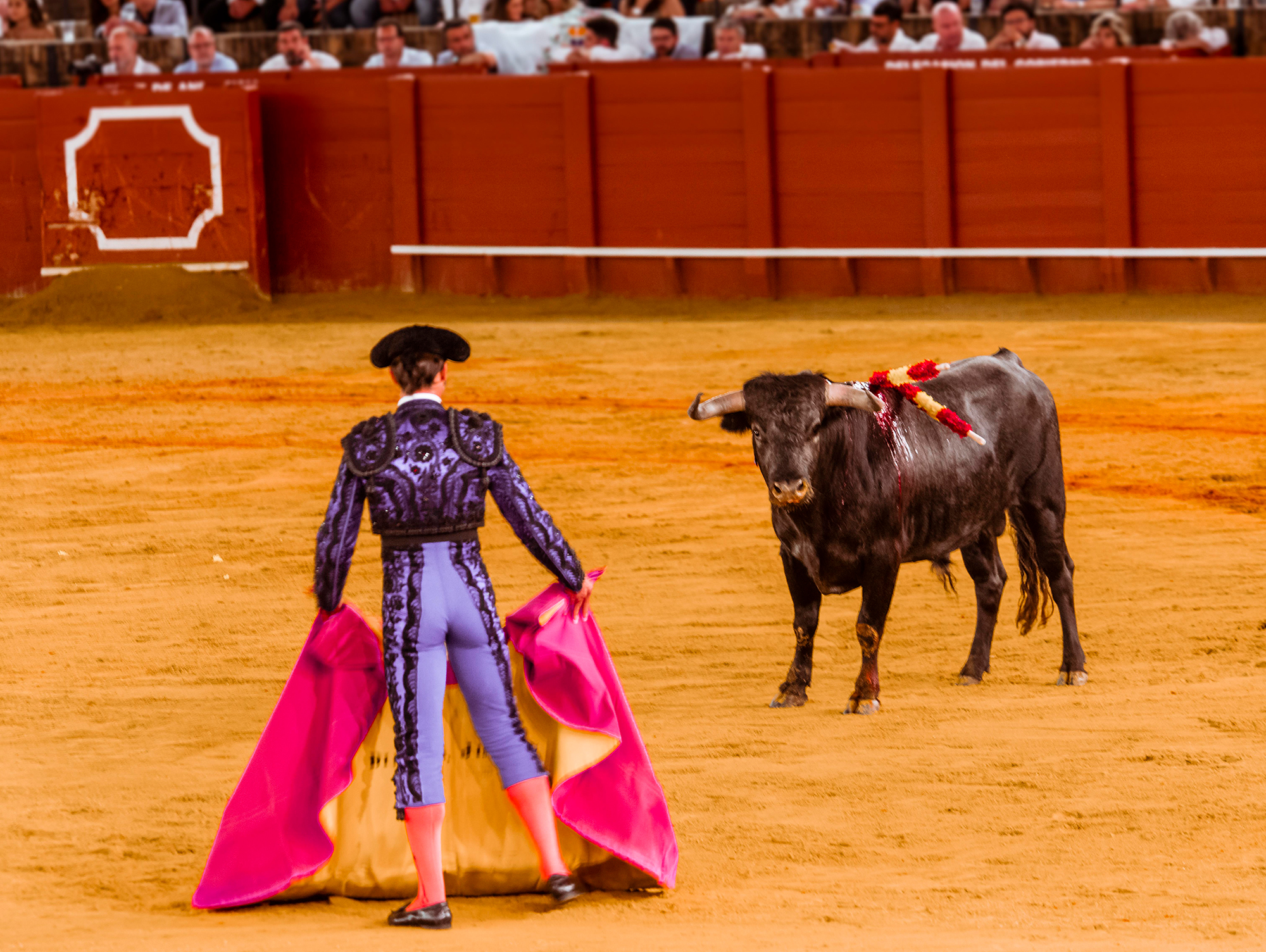 Stier steht vor Matador, Torero oder Toureiro in traditioneller Kleidung, Stierkampf, Stierkampfarena Plaza de toros de la Real Maestranza de Caballería de Sevilla, Sevilla, Andalusien, Spanien