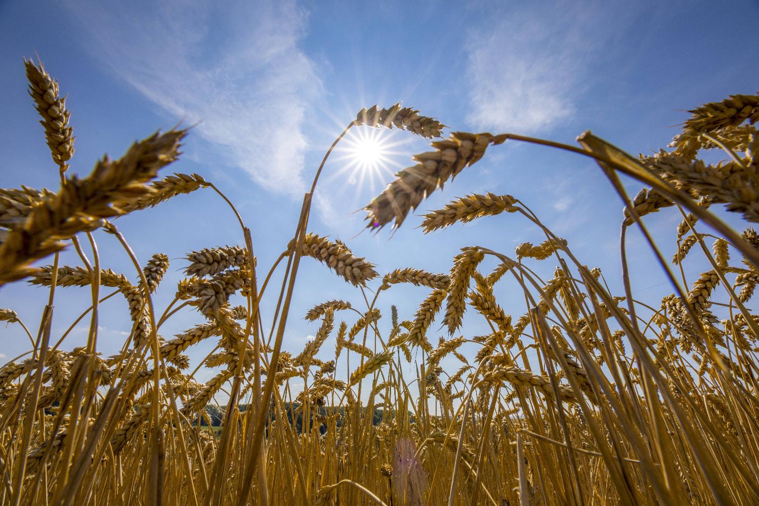 Feld mit hängenden Weizenähren vor blauem Himmel.