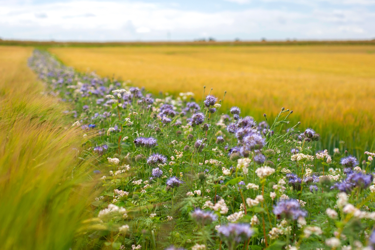 Ein Streifen mit Feldblumen zwischen zwei Getreidefeldern.