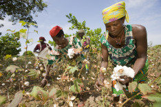 Benin Gemeinde Kouande Projekt Cotton Made in Africa Baumwollpflueckerinnen bei der Baumwollernte Baumwolle