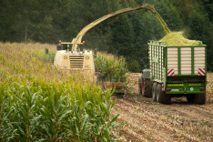 Ein Maisfeld wird abgeerntet und dient später der Biogaserzeugung.