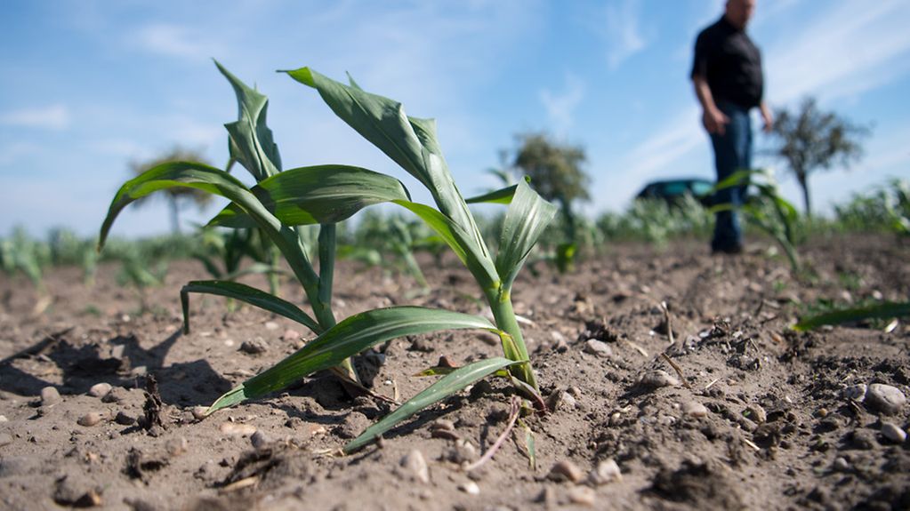 Ein Landwirt steht auf einem vertrockneten Feld, auf dem nur wenige Maispflanzen wachsen.