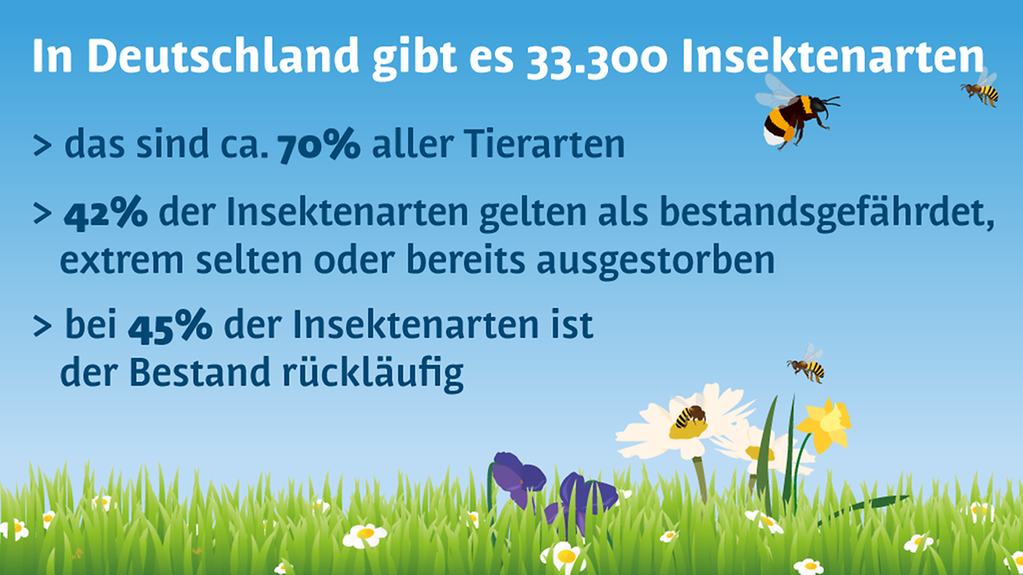 In Deutschland gibt es 33.300 Insektenarten - das sind circa 70 Prozent aller Tierarten. 42 Prozent der Insektenarten gelten als bestandsgefährdet, extrem selten oder bereits ausgestorben. Bei 45 Prozent der Insektenarten ist der Bestand rückläufig.
