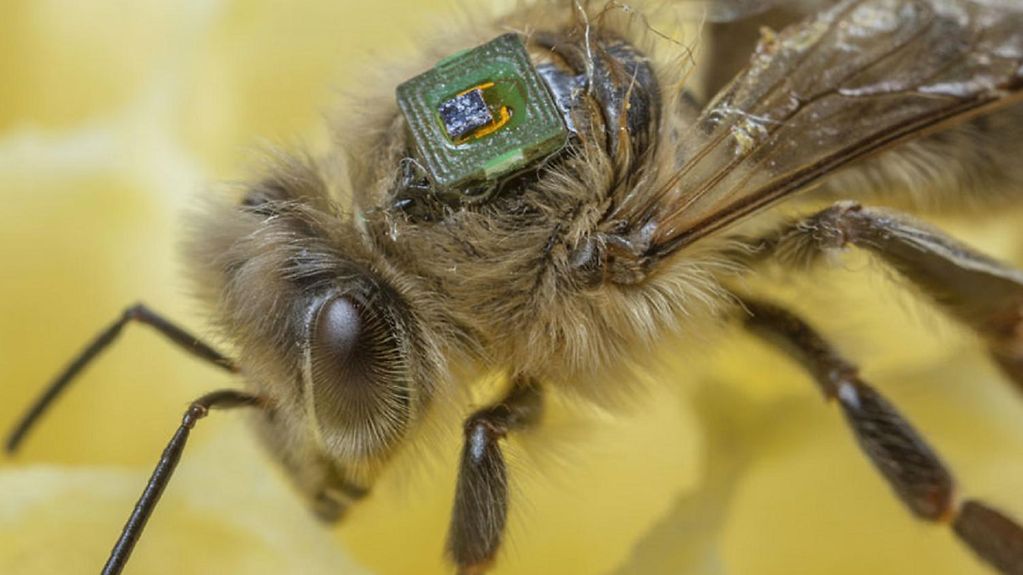 Biene mit Transponder