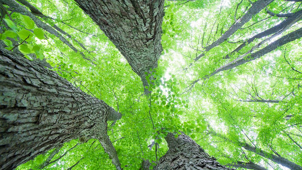 Blick nach oben die Baumstämme entlang in das grüne Blätterwerk.