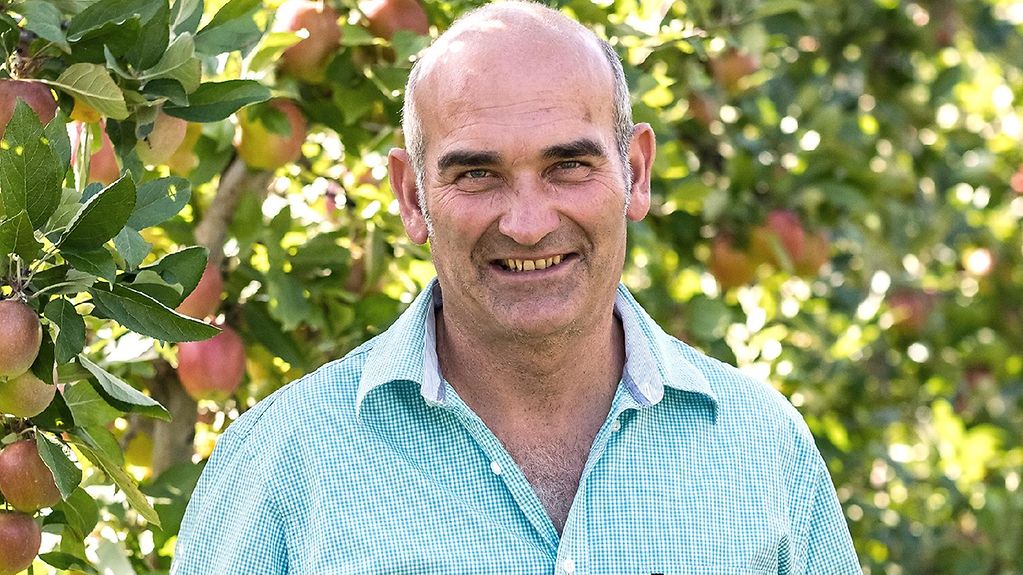 A balding, smiling man surrounded by apple trees full of ripe red apples