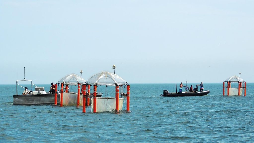 Humboldtstrom vor Peru: Küstenauftriebssysteme gehören zu den produktivsten Meeresregionen weltweit. 