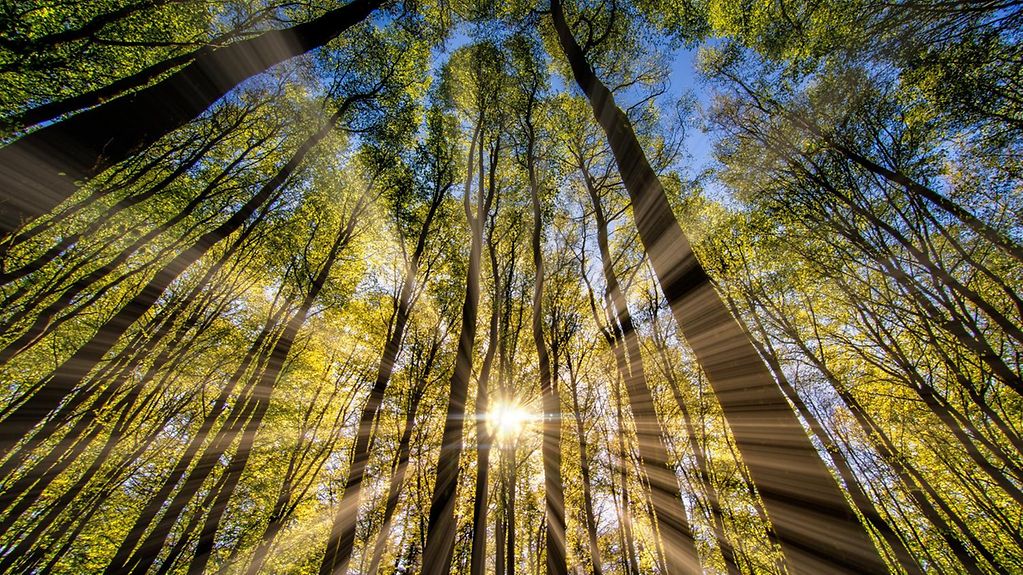 Rays of sunshine seen through trees