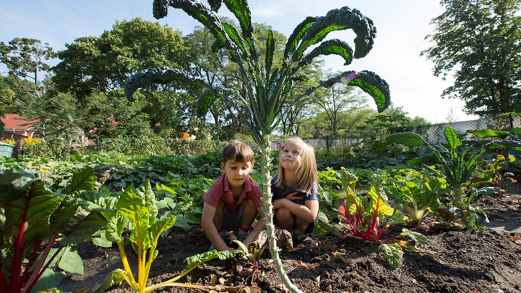 Zwei kleine blonde Kinder sitzen mitten in einem Acker, umgeben von Palmkohl und anderen Gemüsesorten.