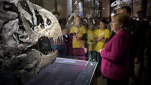 Bundeskanzlerin Angela Merkel beim Besuch im Naturkundemuseum vor einem Saurierkopf.