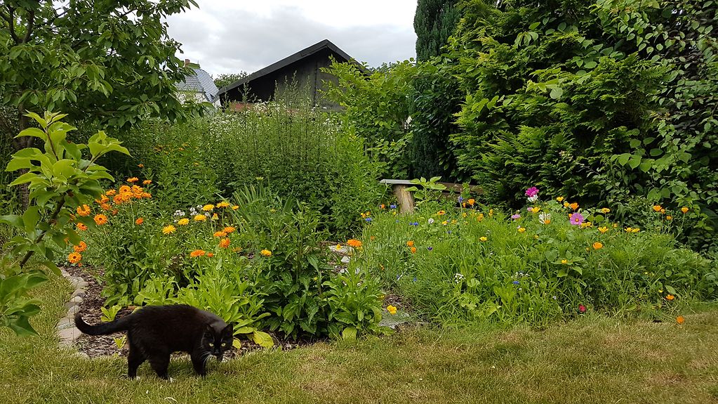 Garten mit einer insektenfreundlichen Bepflanzung und mit einer kleinen Laube im Hintergrund. Eine Katze läuft über den Rasen.