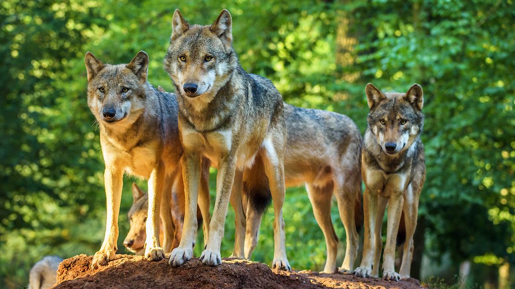 Wölfe der Sorte Europäischer Grauer Wolf stehen auf einem Stein im Wald