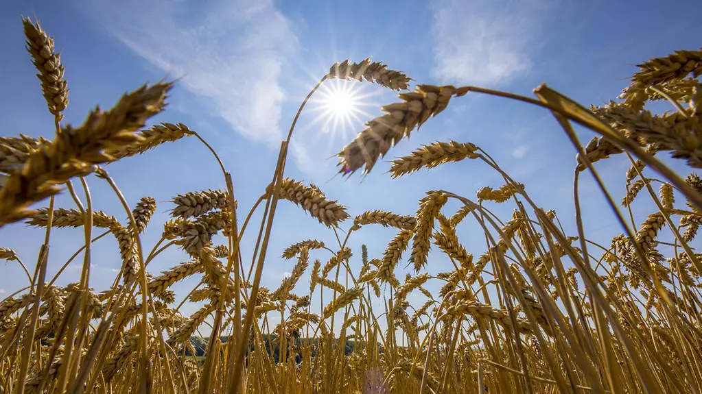 Nahaufnahme eines vertrockneten Weizenfeldes vor einem strahlend blauen Himmel.