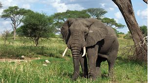 Ein afrikanischer Elefant steht unter Bäumen auf einer Wiese.