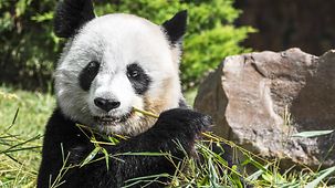 Ein Pandabär isst Bambus.