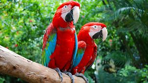 Zwei rote papageien sitzen auf einem Ast.