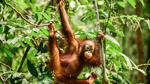 Ein Baby-Orang-Utan hängt im Geäst.
