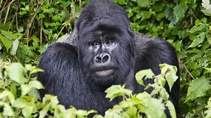 Ein Gorilla, der Silberrrücken, sitz im Gebüsch.