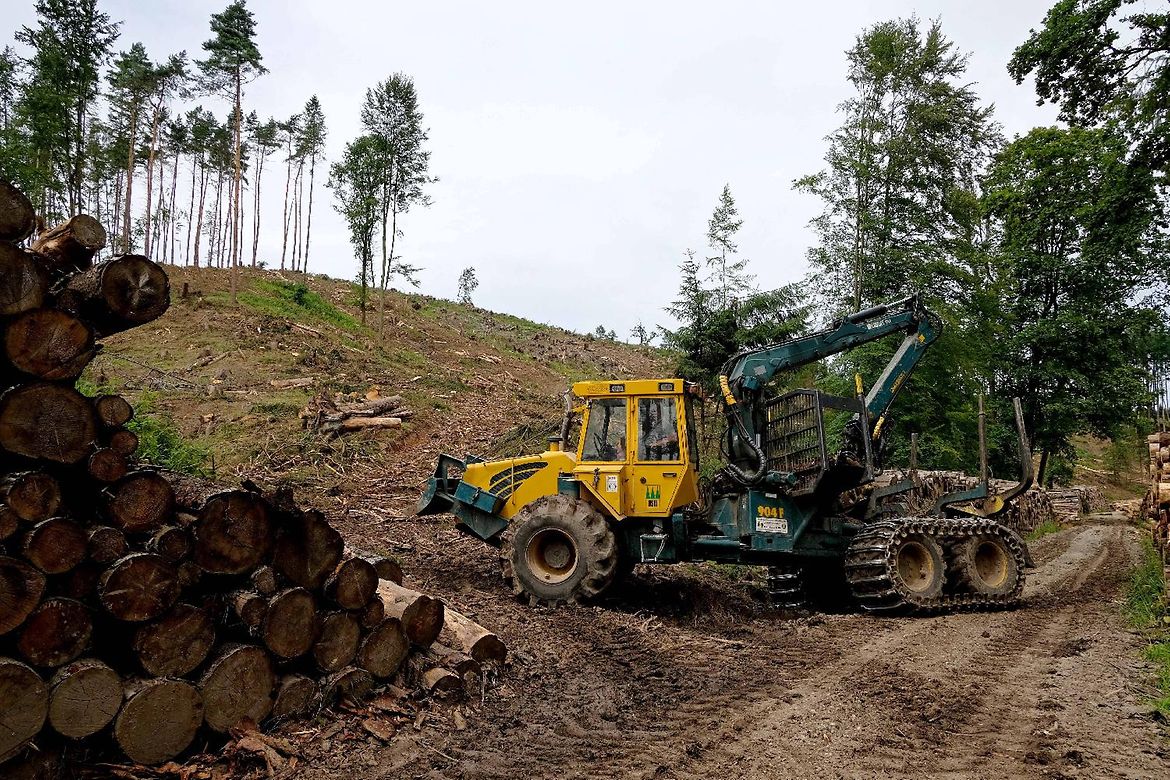 Waldarbeiter transportiert Schadholz ab