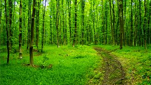 Wald mit grünem Waldboden.
