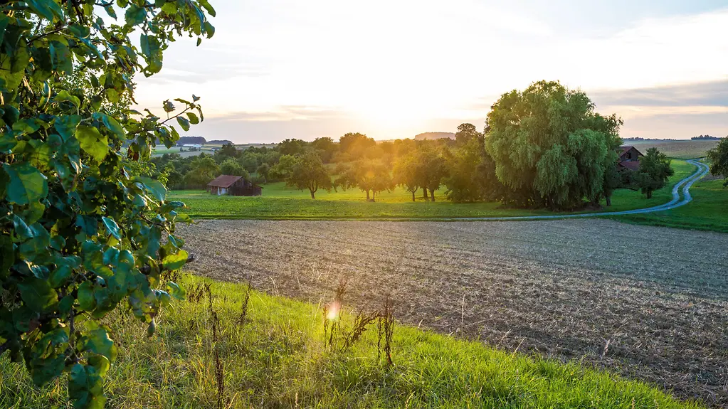 Ein Feld, umrandet von Bäumen