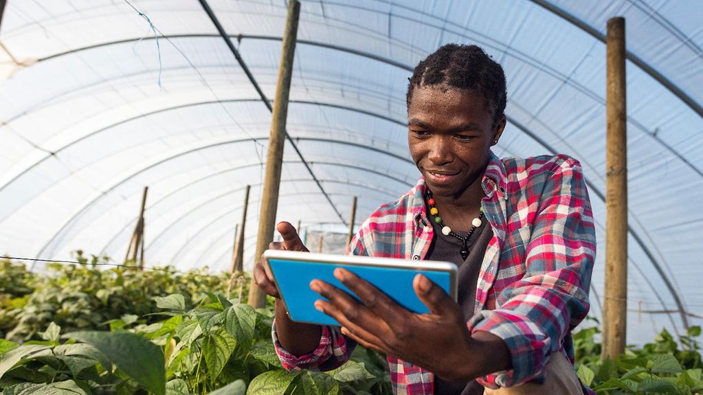 Inside the greenhouse, where he grows vegetables, a  young African consults a tablet.
