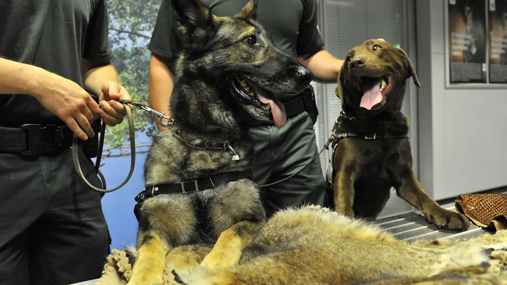 Zwei Spürhunde des Zolls sitzen auf illegal eingeführten Tierfellen.
