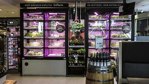 Foto zeigt Kräuteranbau im Supermarkt