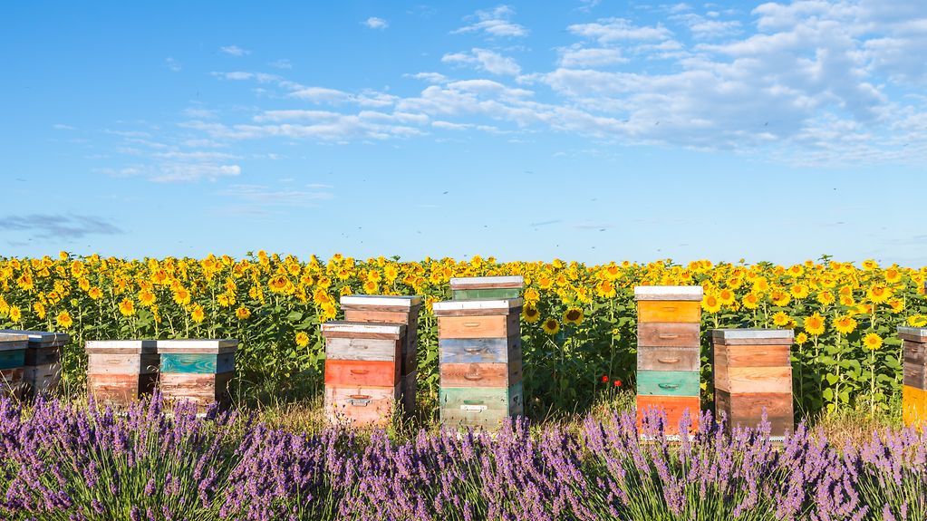 Bienenstöcke stehen am Rand eines Sonnenblumenfelds und davor blüht Lavendel
