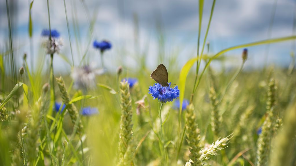Schmetterling auf einer Kornblume im Weizenfeld