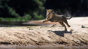 Foto zeigt einen Jaguar