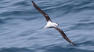 Foto zeigt einen Albatros 