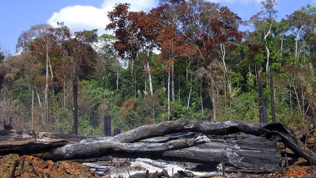 Brandrodung im Amazonas-Regenwald.