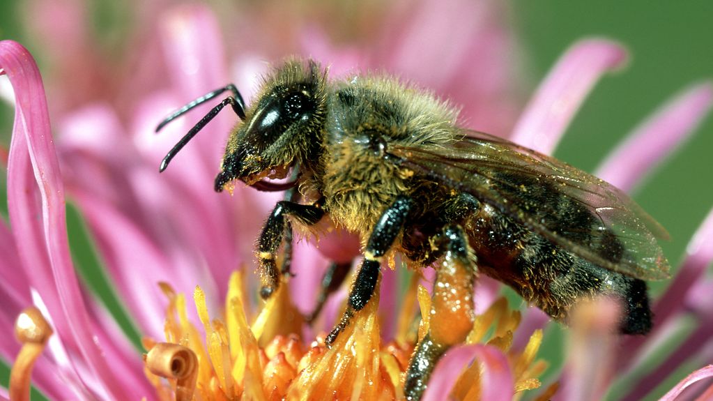 Biene bei der Bestäubung auf einer Blüte