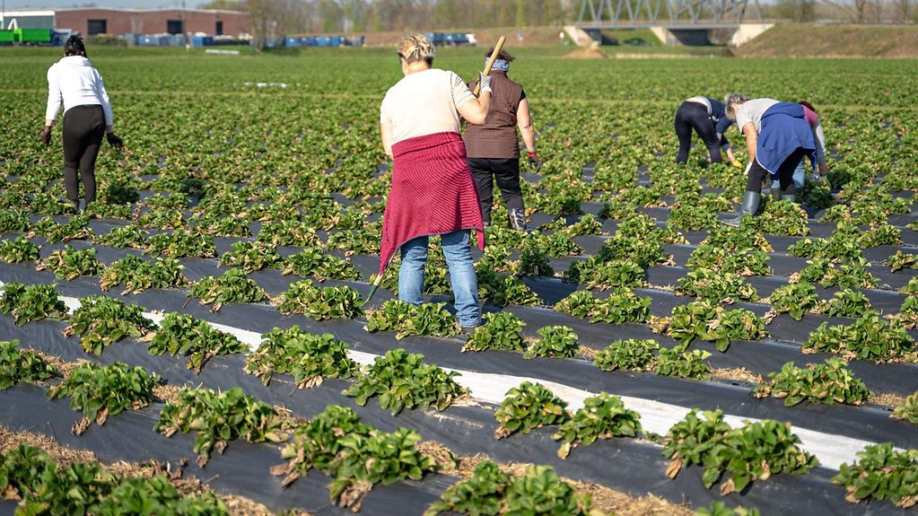 Das Foto zeigt ausländische Erntehelfer im Frühjahr bei ersten Pflegearbeiten auf Erdbeerfeldern. 