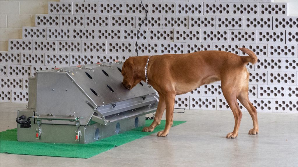 Bundeswehr-Diensthund nimmt eine Geruchsprobe.