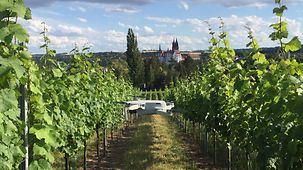 Drohne in einem Weinanbaugebiet bei Meißen (Sachsen).
