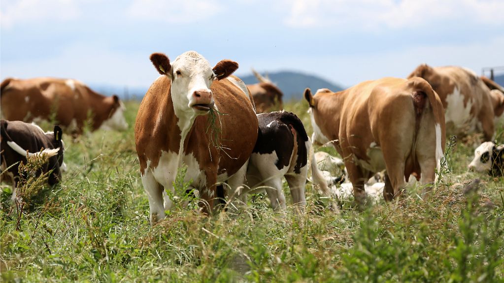 Unterstützung für Landwirte bei Dürre: Das Bild zeigt Kühe auf einer Weide.