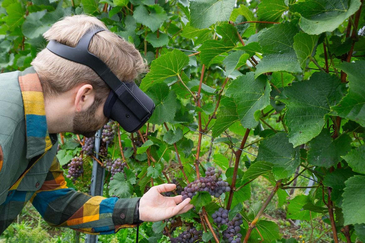 MIt VR-Brille Weinreben anschauen