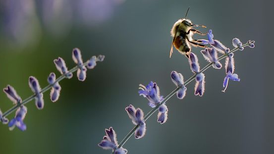 A bee sits on a flower.