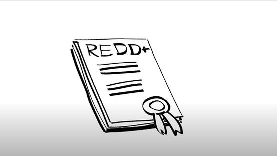 Animierte Grafik zeigt das REDD+-Abkommen