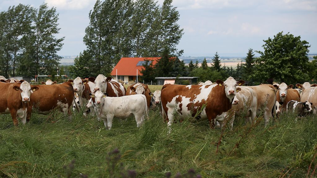 Kühe stehen auf einer Weide (Weitere Beschreibung unterhalb des Bildes ausklappbar als "ausführliche Beschreibung")
