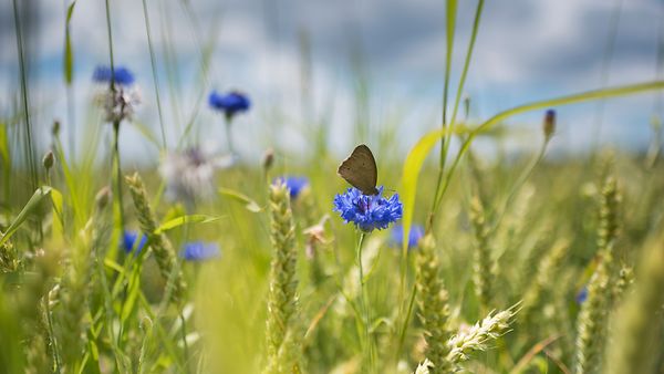 Schmetterling im Weizenfeld mit Kornblumen