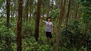 Julian Schmid steht in einer Eucalyptusplantage und schaut in die Baumkronen.
