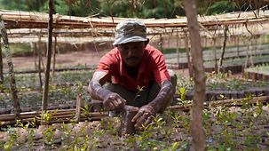 Baumschulbesitzer Teshome begutachtet die Begleitwuchsregulierung. 