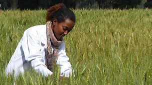 An Ethiopian woman inspects the cereal crop in the field.