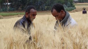 Two Ethiopians examine cereal crops in a field.