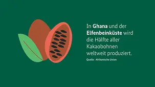 Die Grafik zeigt eine aufgeschnittene Kakaobohne.