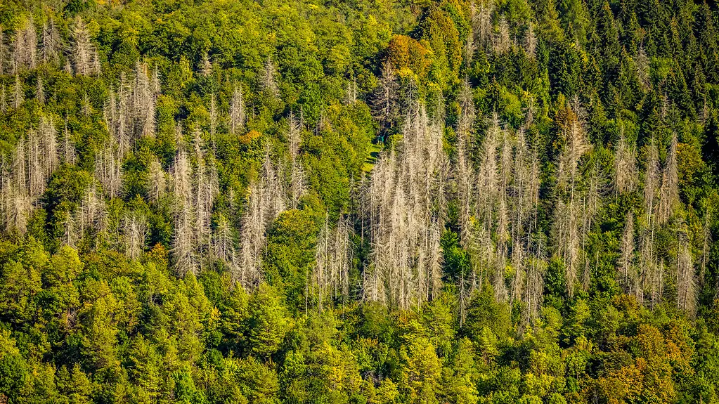 Wald ist Deutschland